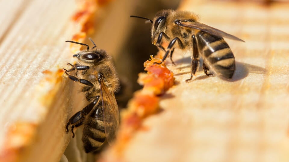 Bees,Work,On,Laying,Propolis,In,A,Hive.,Honey,Bees