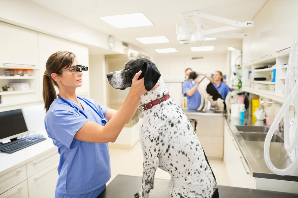 Veterinár