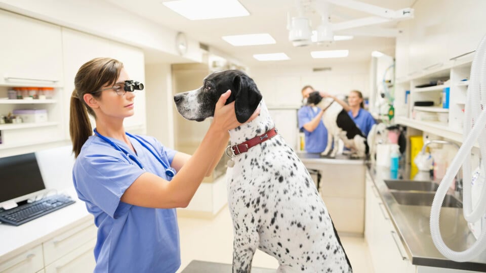 Veterinár