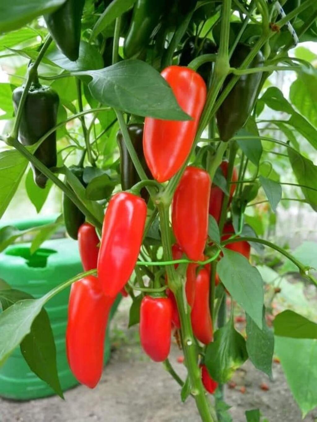 Paprika