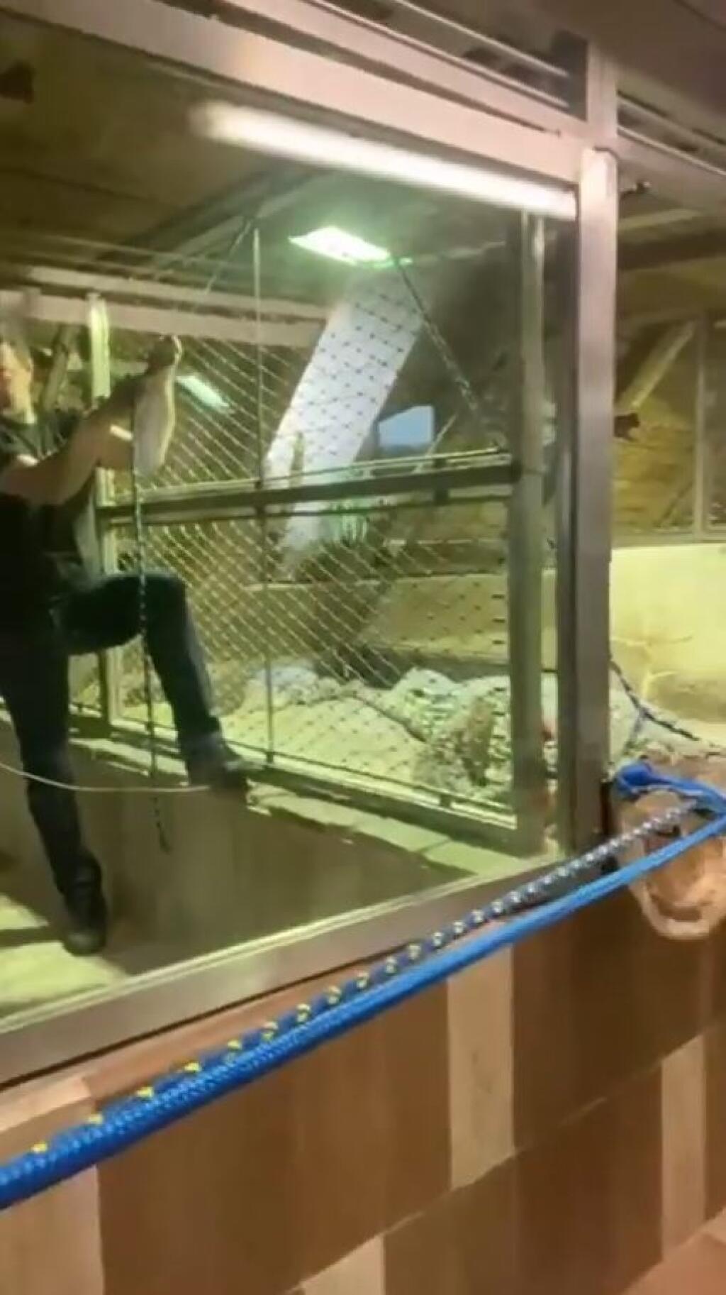 Krokodíly najprv museli za pomoci lán dostať do debien a nakoniec aj uspať.