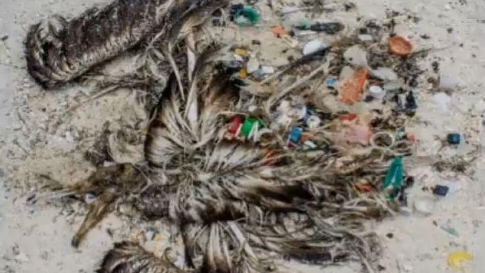 Tieto vtáky nedokážu rozlíšiť, čo je plast a čo nie, takže ho zjedia.
