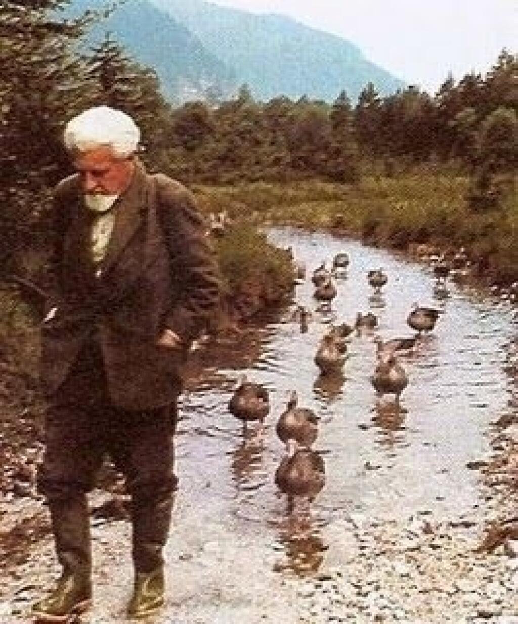 Импринтинг у животных. Импринтинг Лоренц гуси.