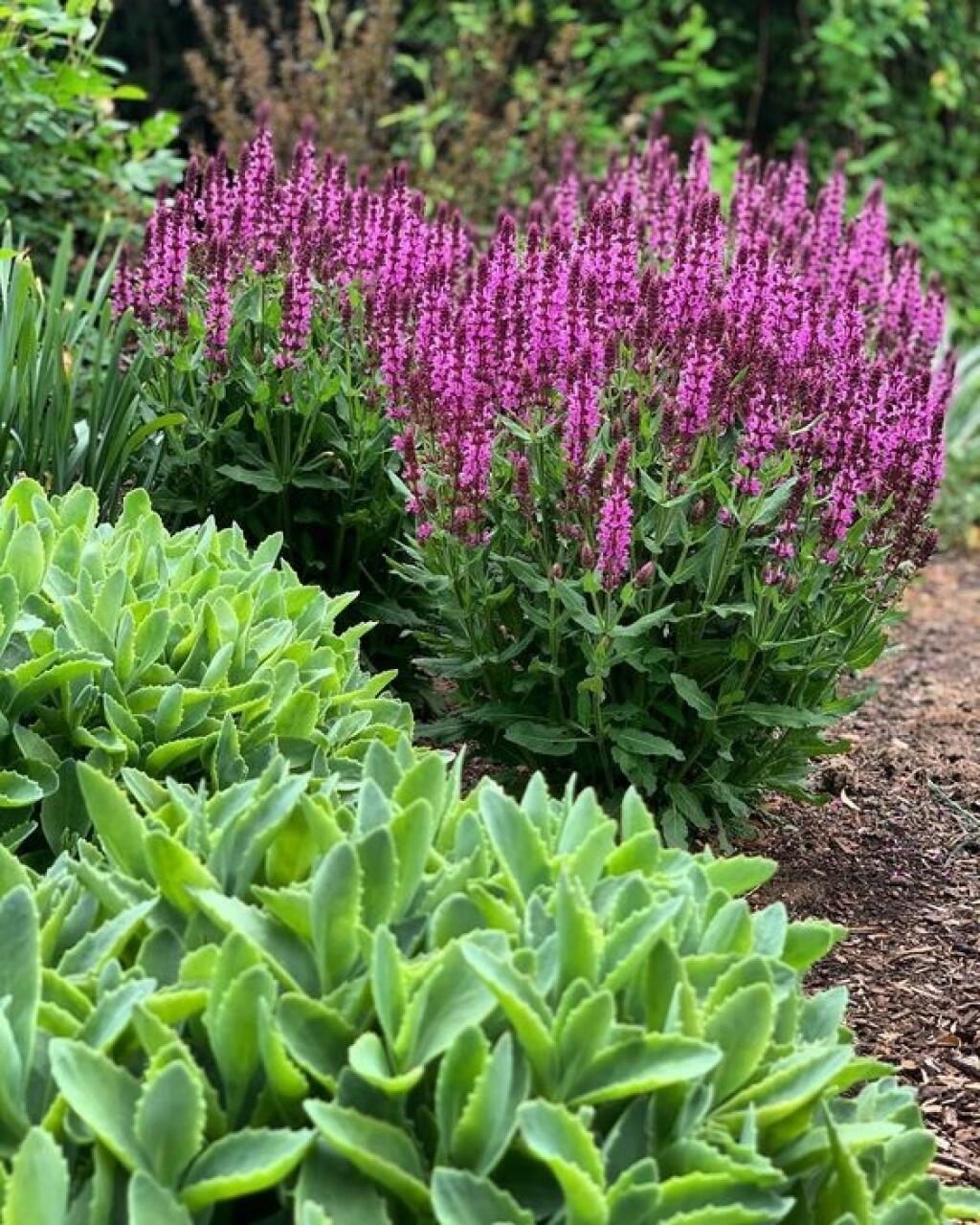 Šalvia hájna ʻSynchro Pinkʼ