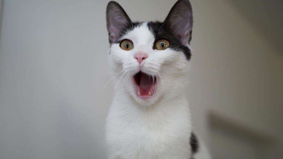 Portrait,Of,White-grey,Cat,Screaming,Isolated,On,Blur,Background
