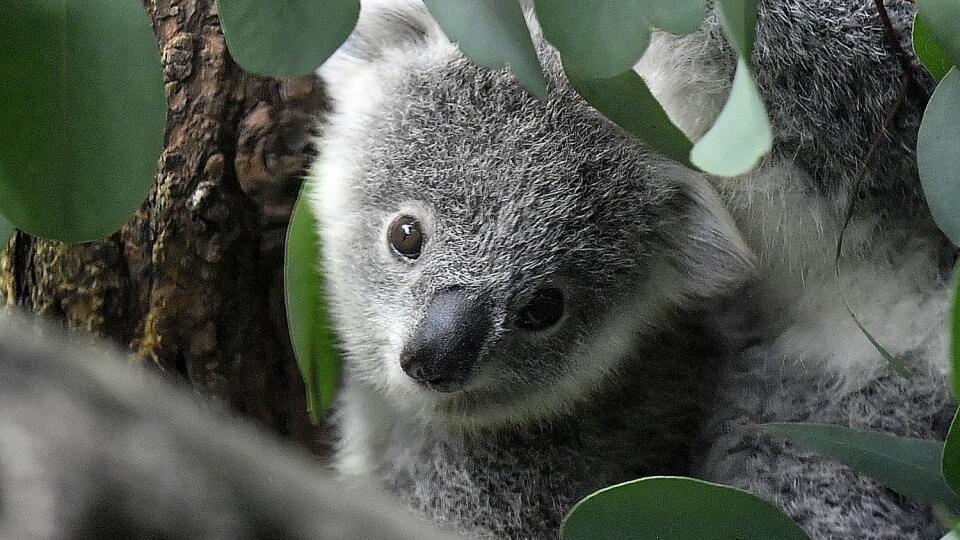 Malá koala pozerá spoza listov eukalyptu v ZOO v nemeckom Duisburgu.