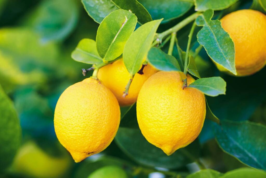 Už odmalička nás učia, že citróny sú bezodnou studnicou vitamínu C. Síce tento vitamín obsahujú, ale s množstvom 53 mg na 100 g sa medzi najlepšie zdroje vitamínu C veru neradia. V porovnaní s takou žltou paprikou, ktorá obsahuje 183,5 mg vitamínu C na 100 g, sú citróny celkom prepadák.