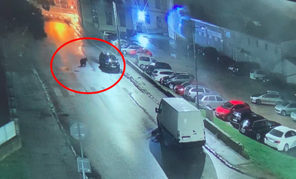 Tento maco sa vybral priamo do centra, vyplašilo ho však prechádzajúce auto po hlavnej ulici.