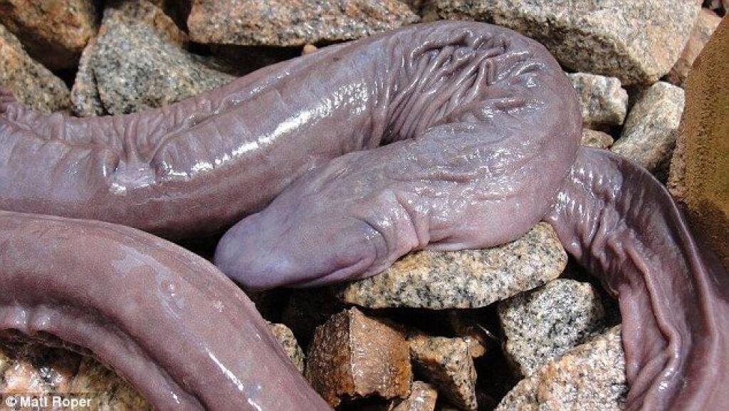 Foto: OƄjaʋili hada, čo ʋyzerá ako penis! | 2