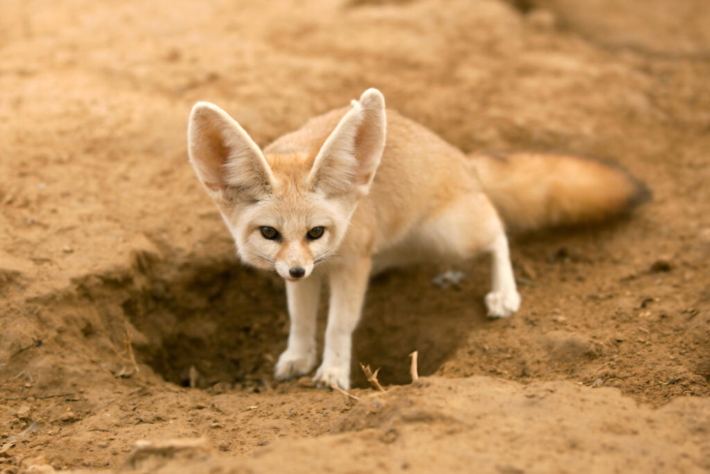Fennec,Fox