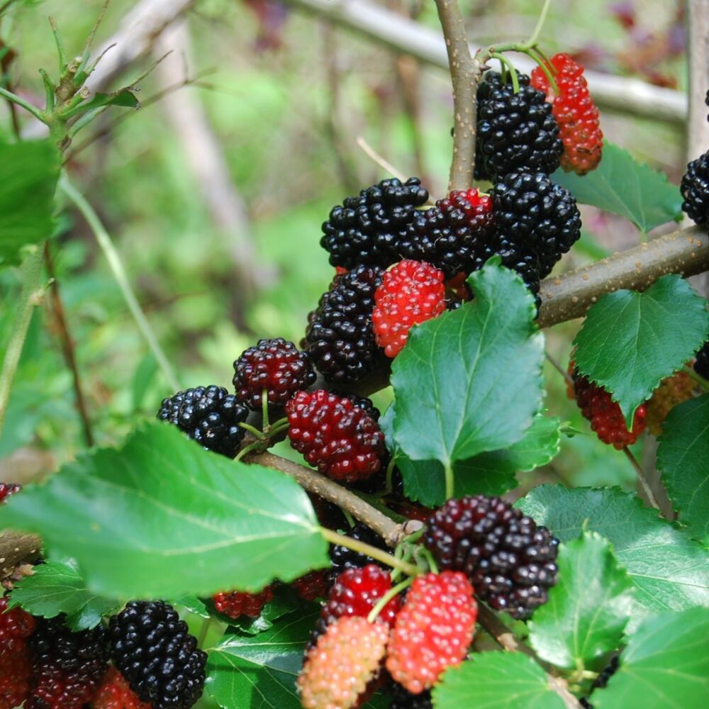 Moruša biela (Morus alba) je rovnako chutná ako moruša čierna.