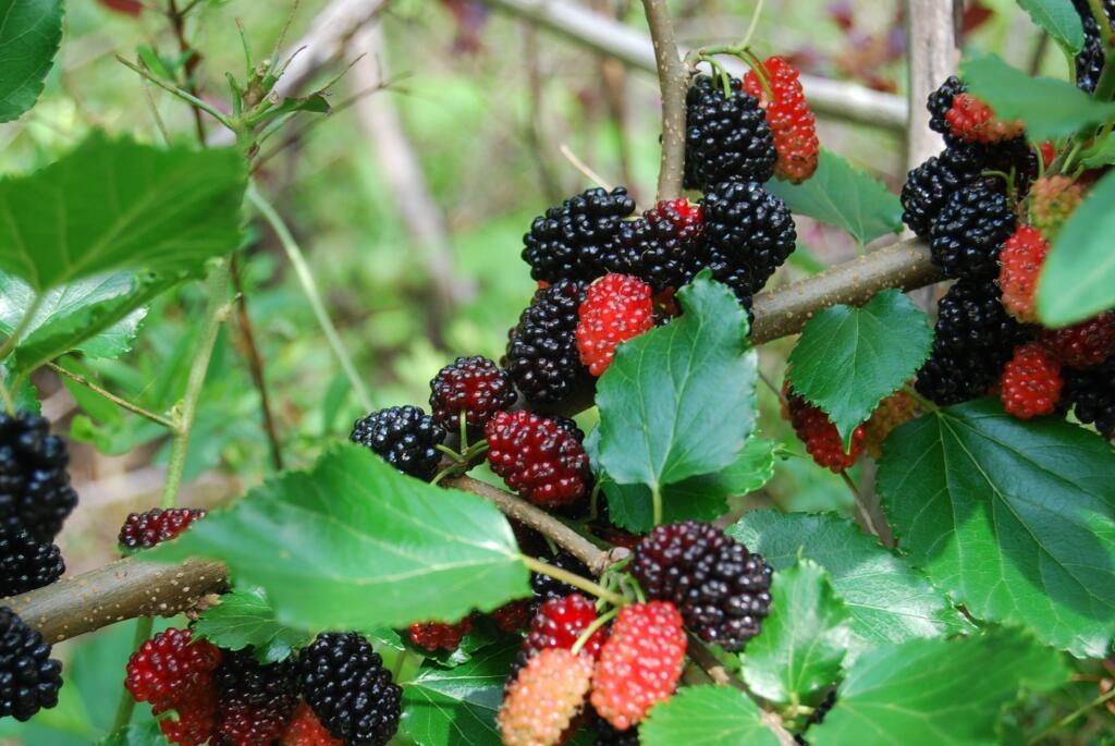 Moruša biela (Morus alba) je rovnako chutná ako moruša čierna.