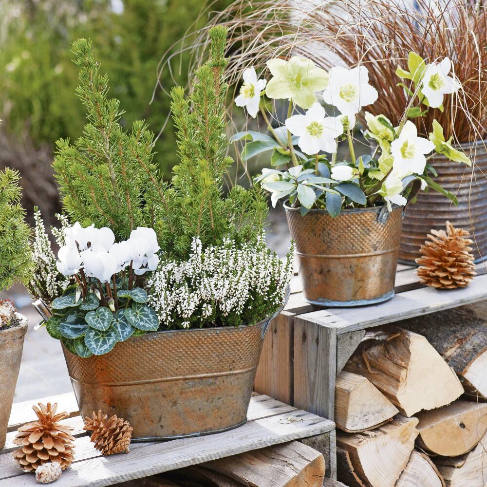 Kupfertoepfe mit Helleborus niger (Christrose), Picea glauca 'Conica' (Zuckerhutfichten), Calluna Garden Girls 'Helena' (Knospenbluehende Besenheide) , Cyclamen (Alpenveilchen), Carex testacea 'Bronze Form' (Herbstsegge), Zapfen, Brennholz 61064692,