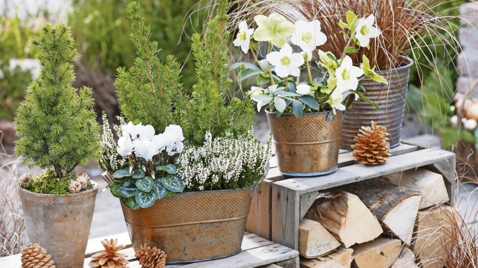 Kupfertoepfe mit Helleborus niger (Christrose), Picea glauca 'Conica' (Zuckerhutfichten), Calluna Garden Girls 'Helena' (Knospenbluehende Besenheide) , Cyclamen (Alpenveilchen), Carex testacea 'Bronze Form' (Herbstsegge), Zapfen, Brennholz 61064692,