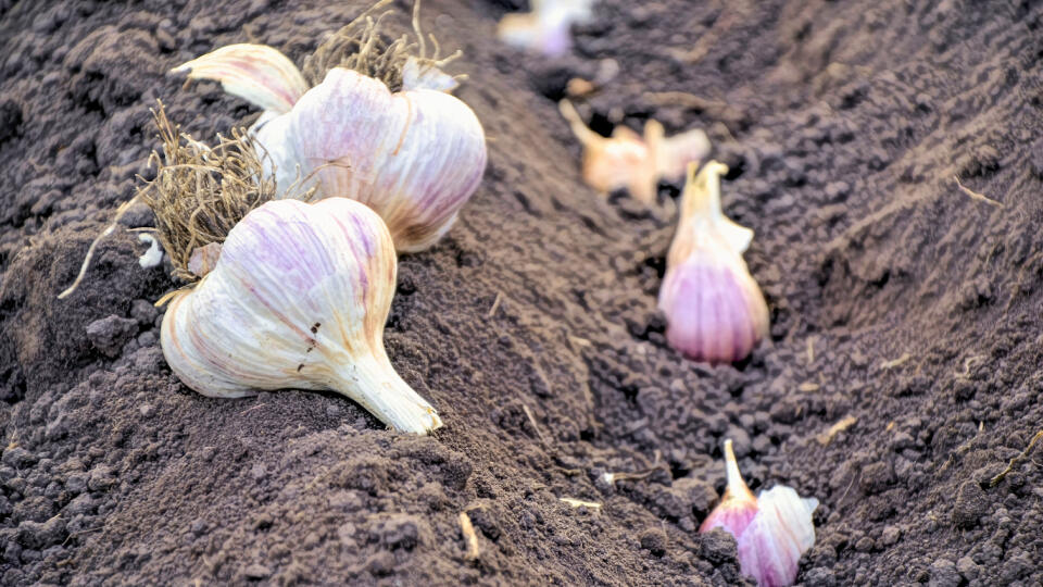 The,Head,Of,Young,Garlic,Is,Buried,In,The,Ground.