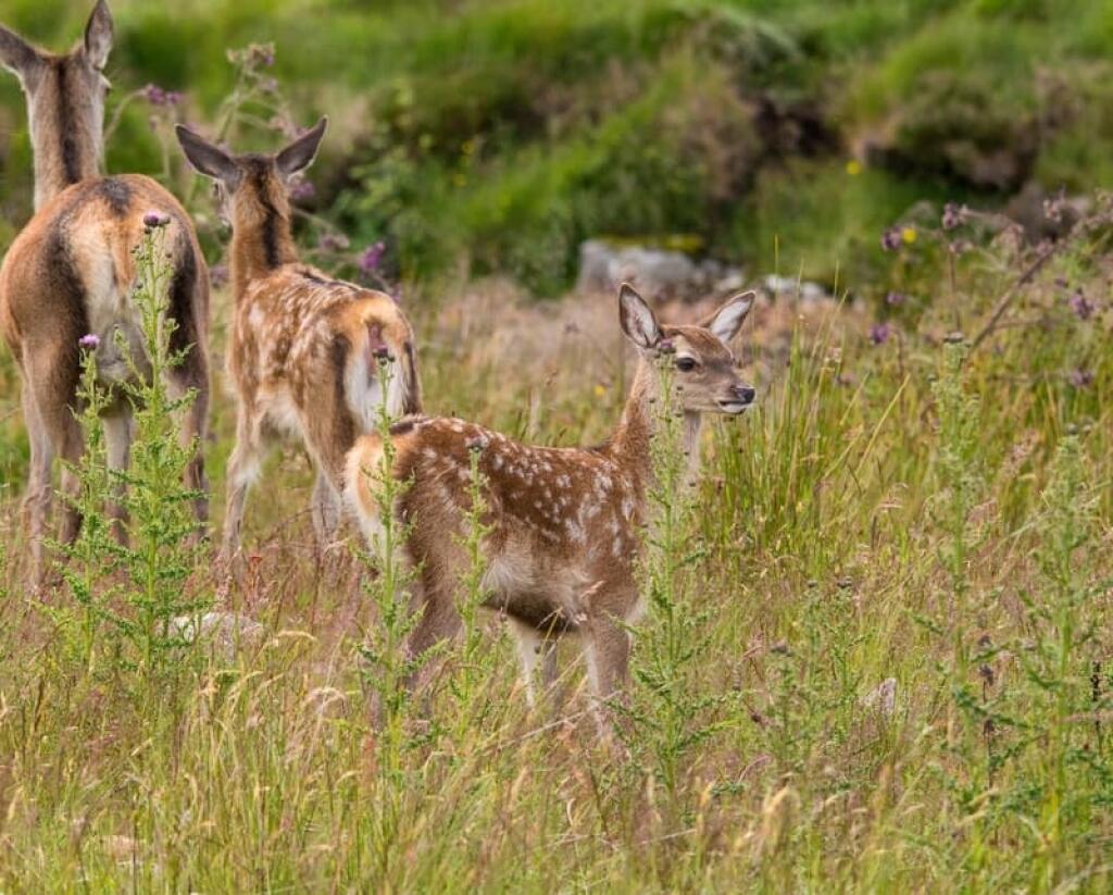 Jeleň lesný (Cervus elaphus) patrí medzi najväčších zástupcov čeľade jeleňovitých. Samice po 240 dňoch rodia spravidla jedno mláďatko, ktoré svojou roztomilosťou zaručene púta pozornosť. Ale nezabudnite, patria do lesa, nie do rúk!
