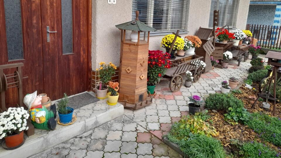 Dobrý deň, chcela by som sa s Vami podeliť o moje jesenné chryzantémy.