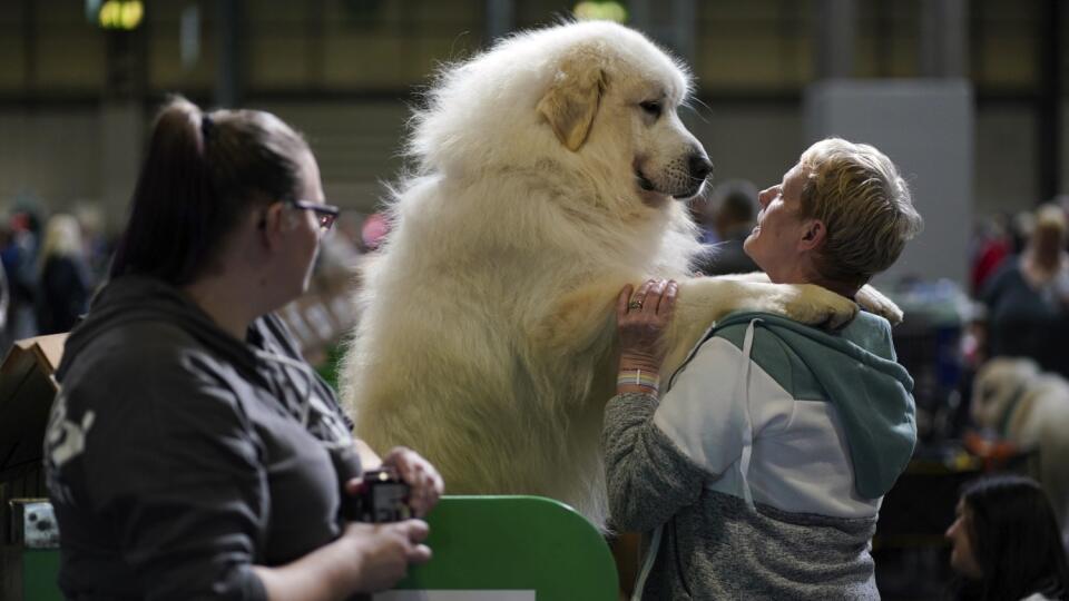 Pyrenejský horský pes so svojou majiteľkou počas prvého dňa prestížnej výstavy psov Cruft dog show v anglickom Birminghame.