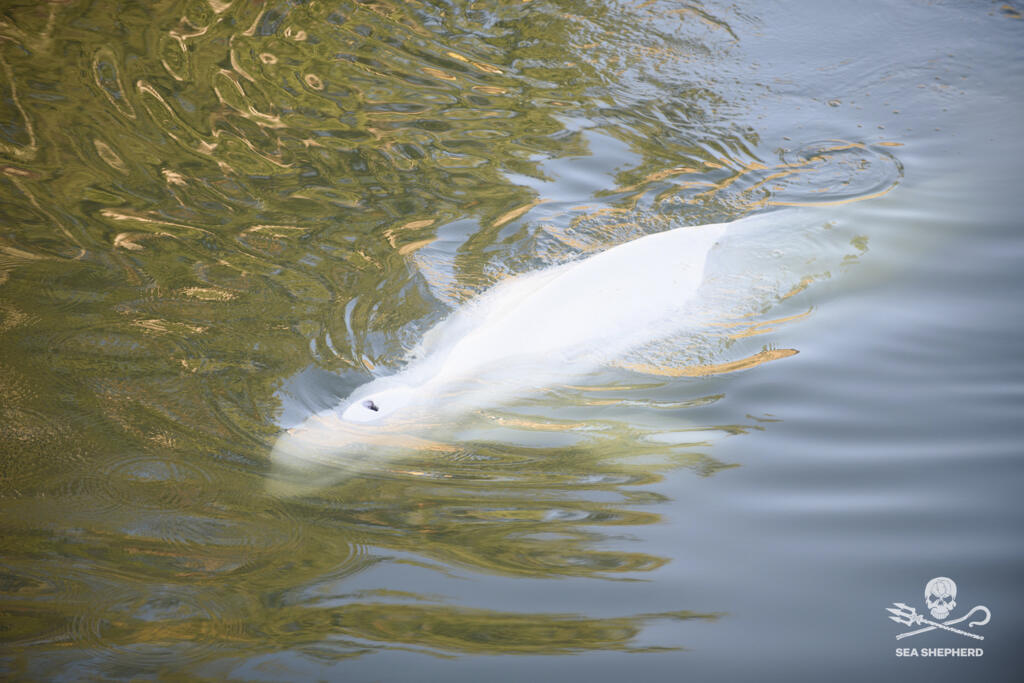 Na snímke zhotovenej v sobotu 6. augusta 2022 environmentálnou skupinou Sea Shepherd - bieluha, chránený druh veľryby, pláva v rieke Seina vo francúzskom Notre Dame de la Garenne.