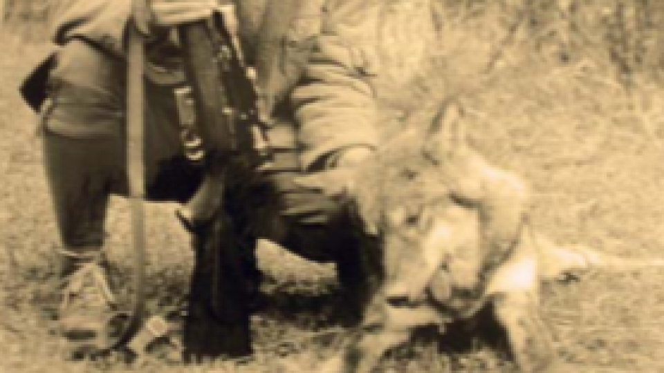 Vlk zo svorky, ktorá v roku 1987 rabovala vo zvernici v Malých Karpatoch. Ilustračná fotografia