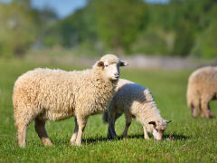 Ovce si našli novú pochúťku: Pojedli kilá marihuany, AHA, čo vystrájali potom