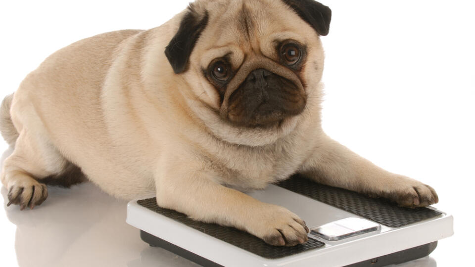 Animal,Health,-,Cute,Pug,Dog,Laying,On,Weigh,Scales