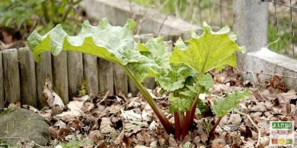 Pri jesennej výsadbe má rebarbora možnosť dobre zakoreniť ešte počas jesene a na jar bude mať náskok.