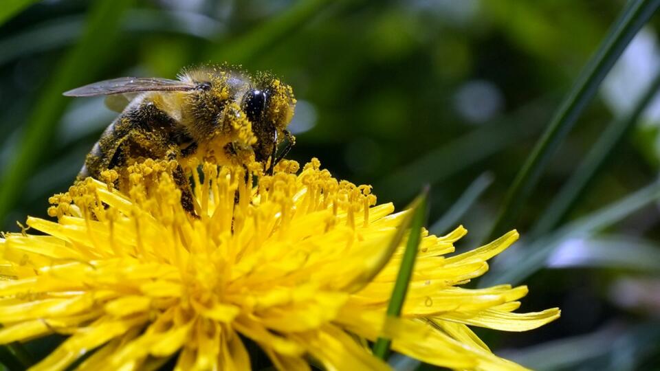 PK 22 Belehrad - Včela sedí na púpave a hľadá peľ počas slnečného jarného dňa v srbskom Belehrade v piatok 8. apríla 2022 FOTO TASR/AP
A bee searches for pollen on a flower during a sunny spring day in Belgrade, Serbia, Friday, April 8, 2022. (AP Photo/Darko Vojinovic)