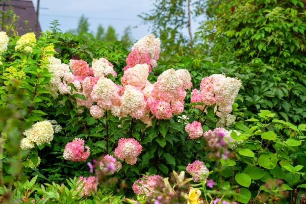 Hortenzia metlinatá ‘Vanille Freise’ (Hydrangea paniculata)