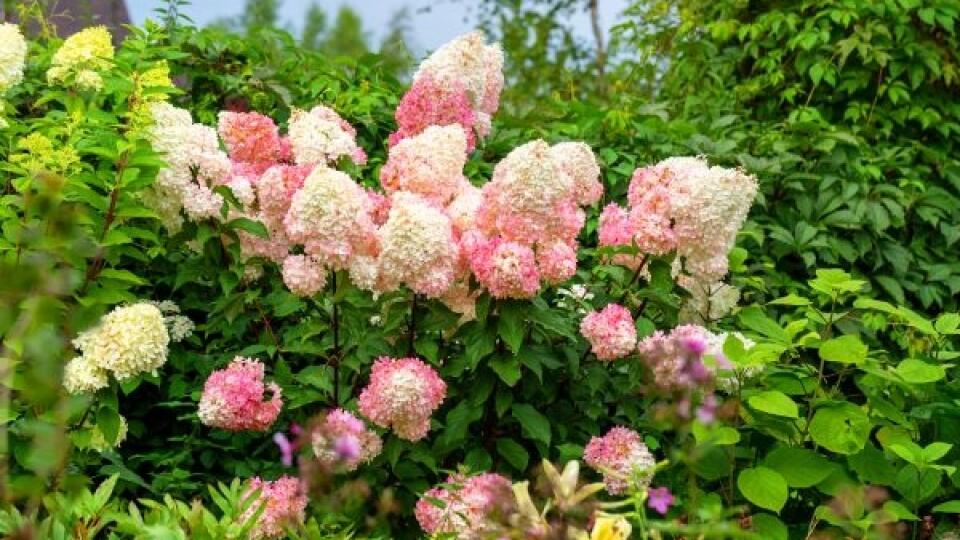 Hortenzia metlinatá ‘Vanille Freise’ (Hydrangea paniculata)