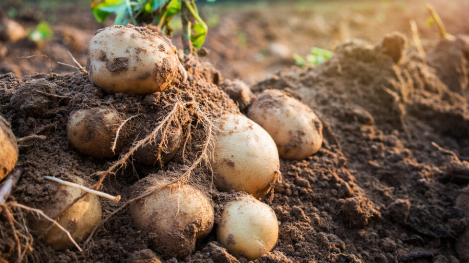 Fresh,Organic,Potatoes,In,The,Field