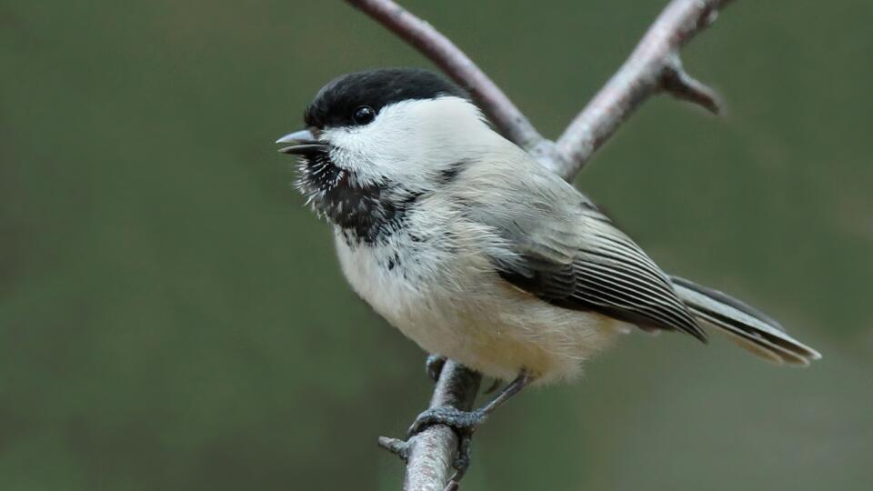 Sýkorka čiernohlavá (Poecile montanus) sa podobá na sýkorku hôrnu, čierna čiapočka jej však zasahuje ďalej do záhlavia a čierna škvrna na brade je väčšia. Ornitológovia ju rozlišujú najmä podľa hlasu. Časť populácie hniezdi v nížinných, najmä lužných lesoch na Podunajskej nížine, no väčšina, naopak, v horských lesoch od nadmorskej výšky 1000 metrov po hornú hranicu lesa.