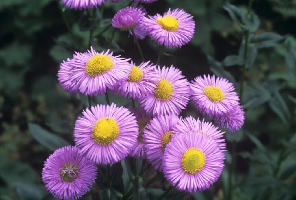 Turica ‘Rosa Juwel’