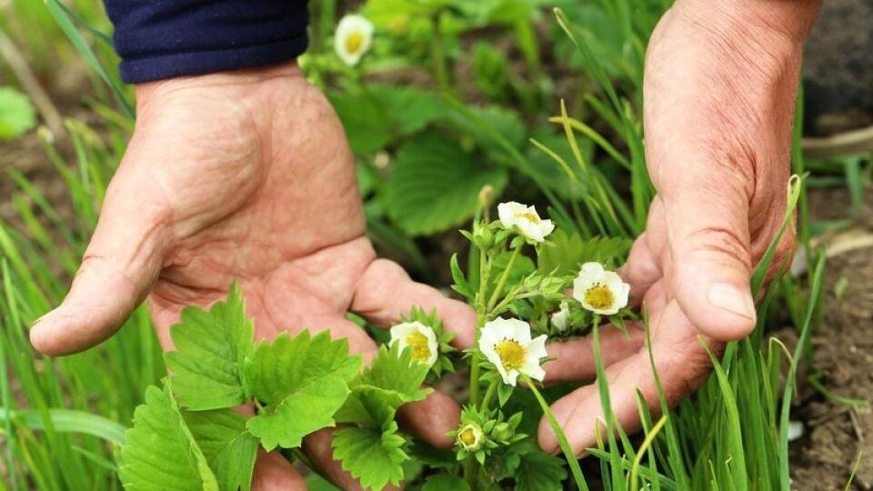 Za vlhkého a daždivého počasia pravidelne kontrolujte výskyt plesne sivej a napadnuté plody ihneď pozberajte.
