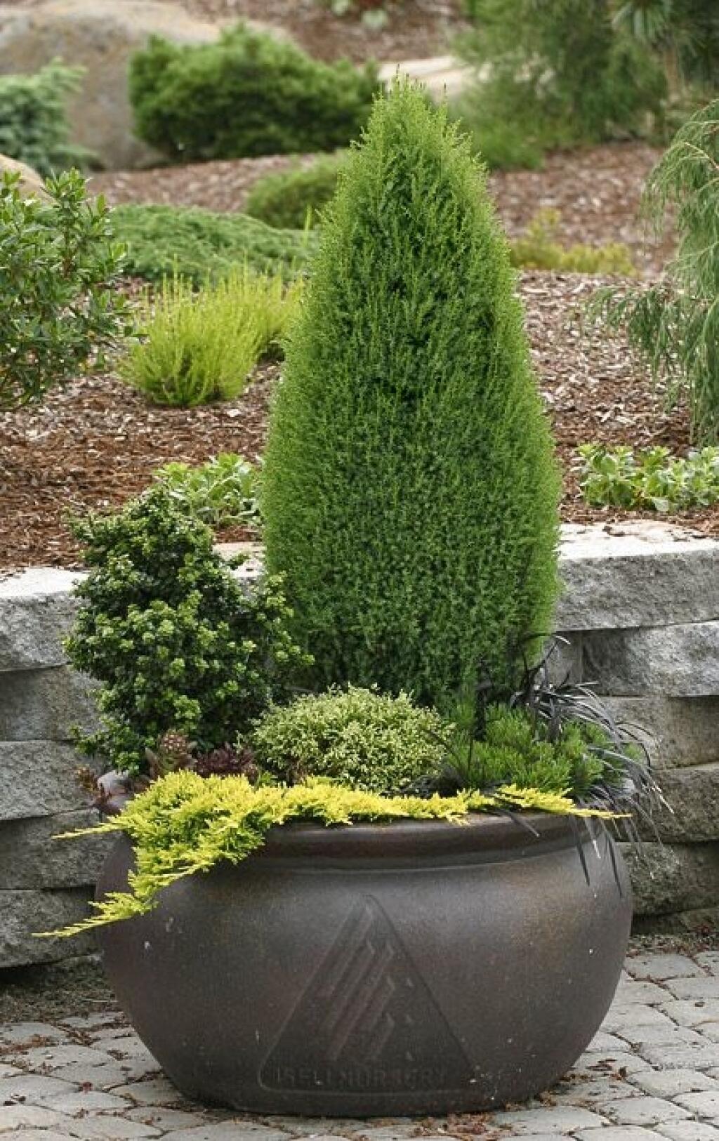 Efektná a nenáročná kombinácia cyprušteka (Chamaecyparis) a poliehavých borievok (Juniperus).