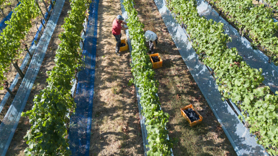 KK22 Heimersheim - Na snímke robotníci počas zberu červeného hrozna odrody rulandské modré v údolí rieky Ahr v nemeckej spolkovej krajine Porýnie-Falcko 25. augusta 2022. FOTO TASR/DPA
25.08.2022, Rheinland-Pfalz, Heimersheim: Erntehelfer lesen zum offiziellen Beginn der Hauptweinlese Rotweintrauben der Sorte Frühburgunder an einem Weinberg oberhalb von Heimersheim im Ahrtal (Luftaufnahme mit einer Drohne). Foto: Boris Roessler/dpa +++ dpa-Bildfunk +++