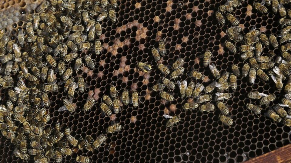 Cyprus Plan Bee