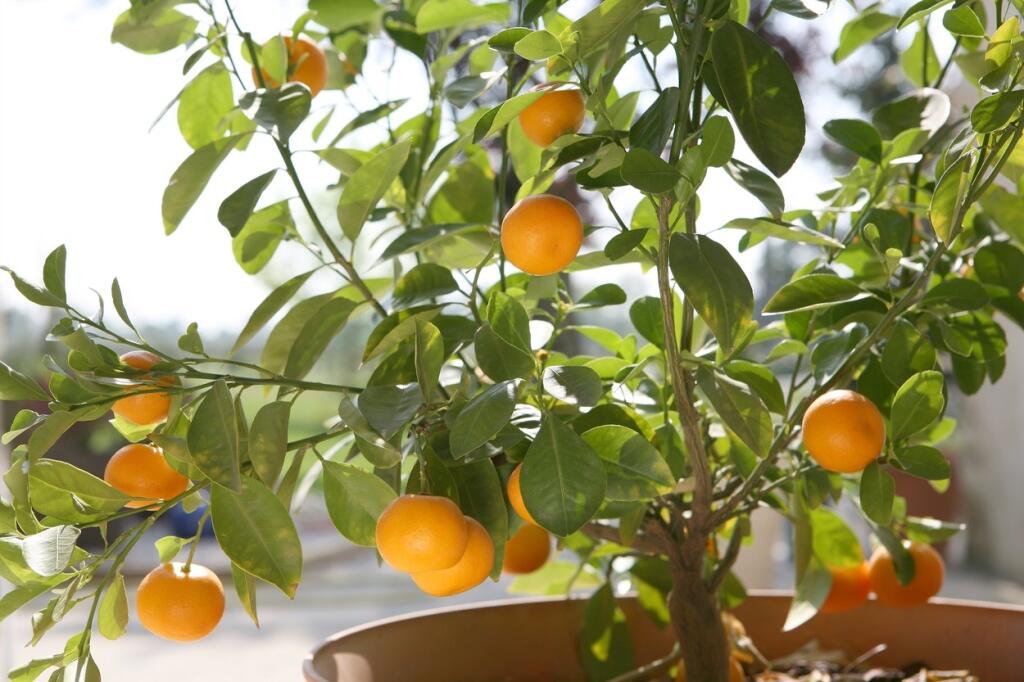 Mandarinkovník kvitne na jar bielymi kvetmi horkosladkej vône.