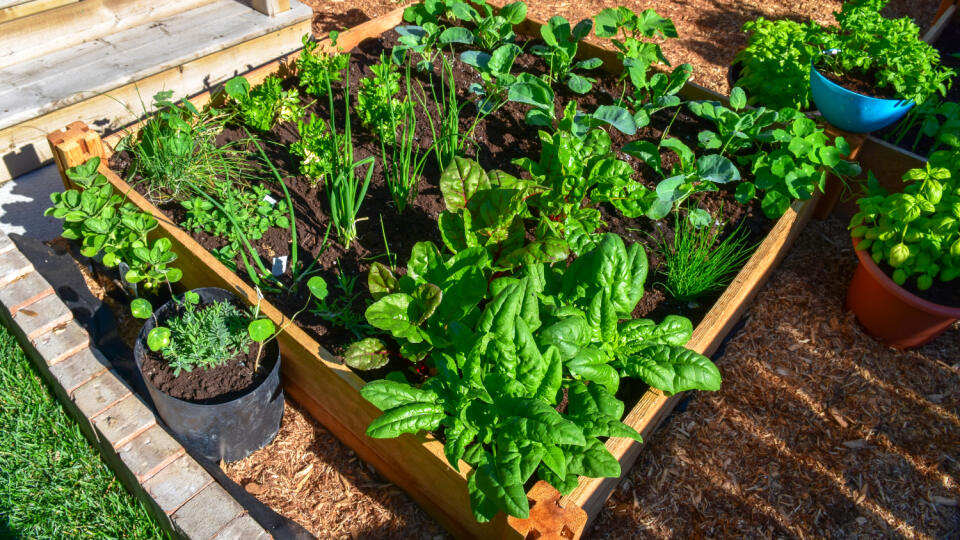 Square foot gardening sa teší obľube medzi mestskými záhradkármi, pretože aj na malej ploche jedného metra štvorcového si dokážu dopestovať čerstvú zeleninu.