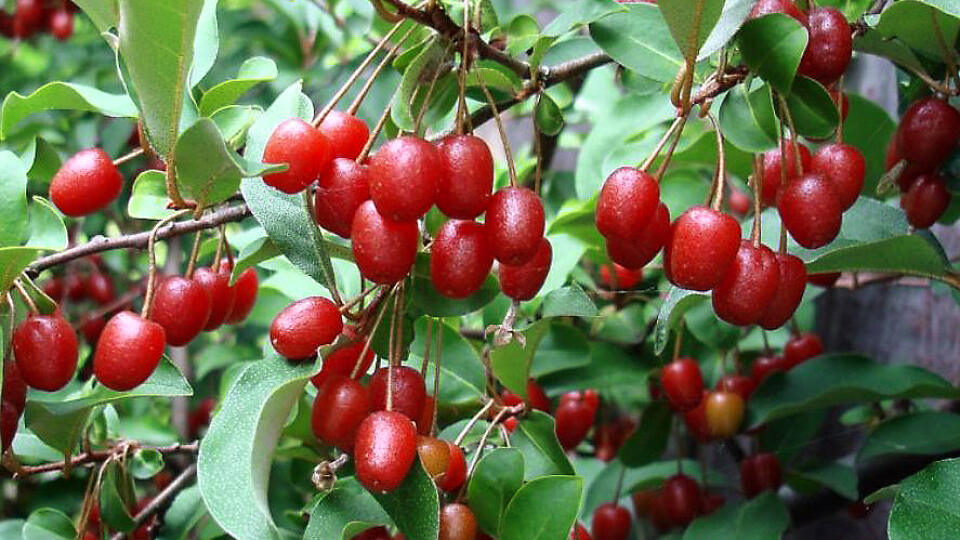 Hlošina mnohokvetá (Elaeagnus multiflora)