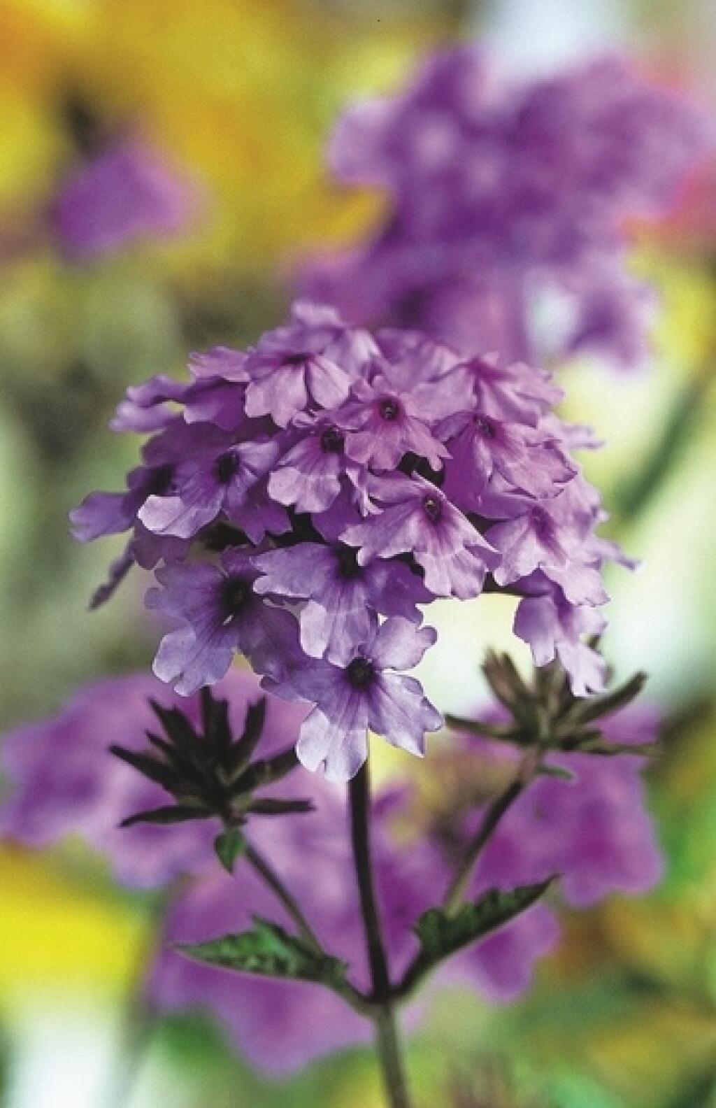 železník hybridný
(Verbena x hybrida)