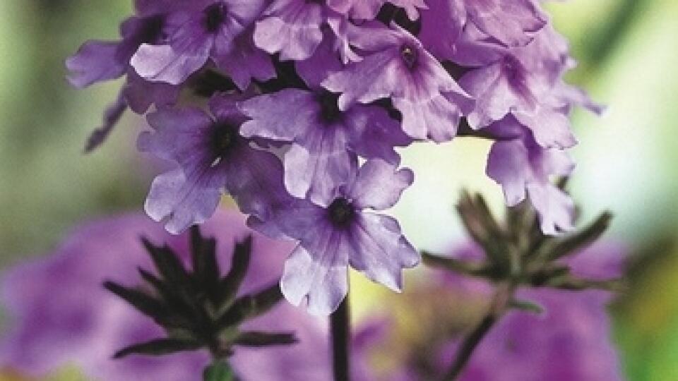 železník hybridný
(Verbena x hybrida)