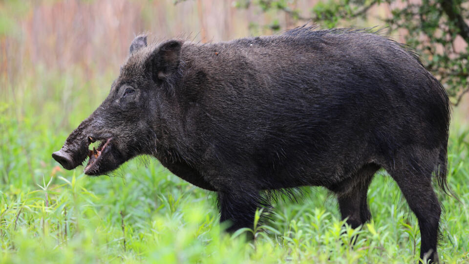 🐗 Statný diviak už skoro v letnej srsti