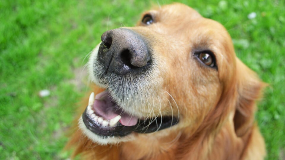 Head,Shot,Of,Golden,Retriever,Looking,Very,Interested