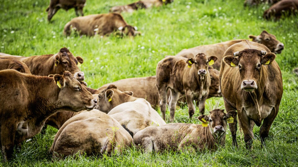 Ušetria životy i prírodu. Výroba kultivovaného mäsa je podľa vedcov ekologicky udržateľnejšia a etickejšia ako chov a produkcia na tradičných farmách.