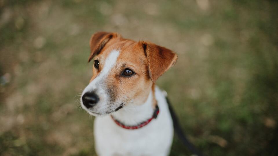 Jack russell teriér.