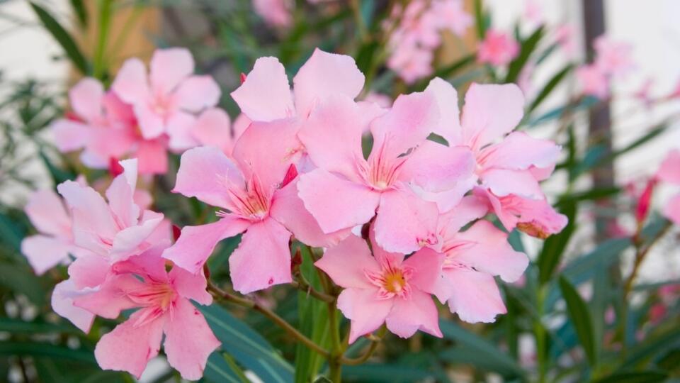 Je najvyšší čas pripraviť oleander na zimu.