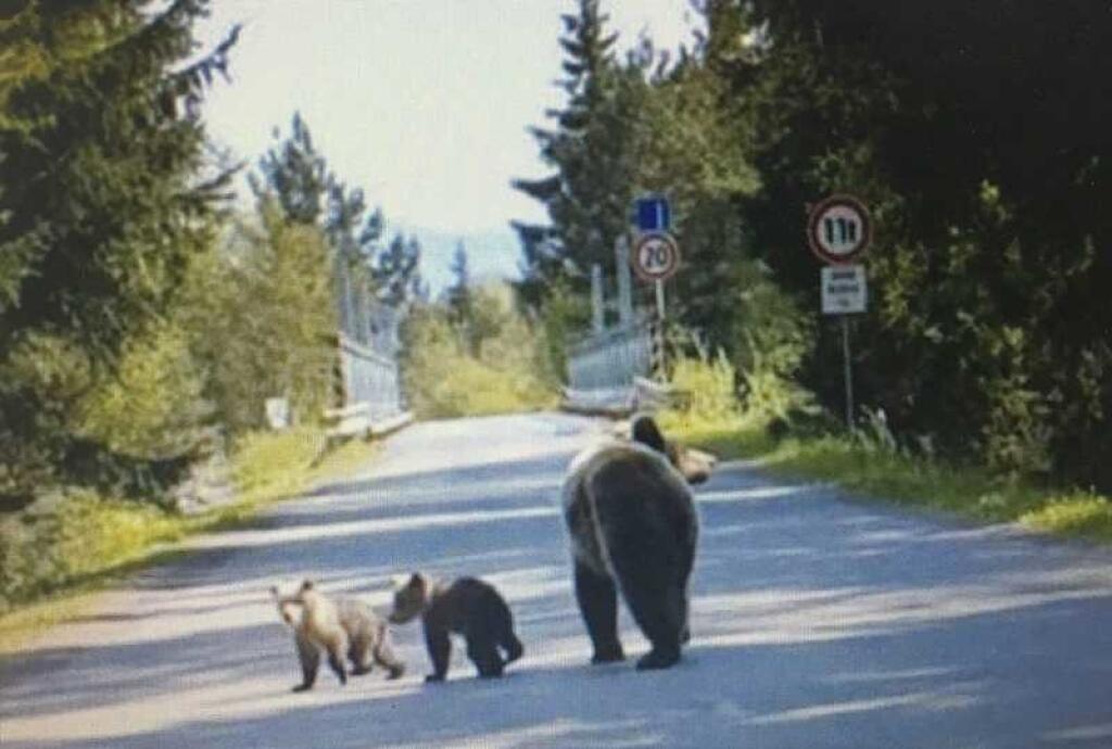 Medveď môže byť nebezpečný, ak sa objaví v blízkosti človeka.
