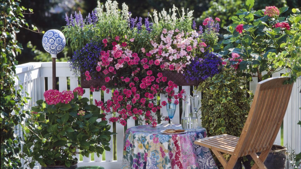 Kasten: Salvia FARINACEA 'PORCELAIN', IMPATIENS walleriana