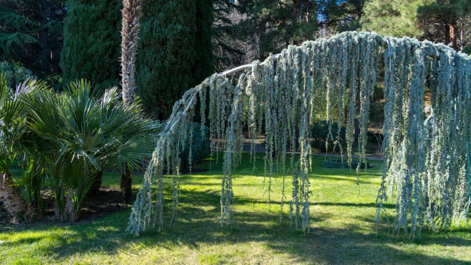 Hanging,Branch,Of,Cedrus,Atlantica,(glauca,Pendula),In,The,Old